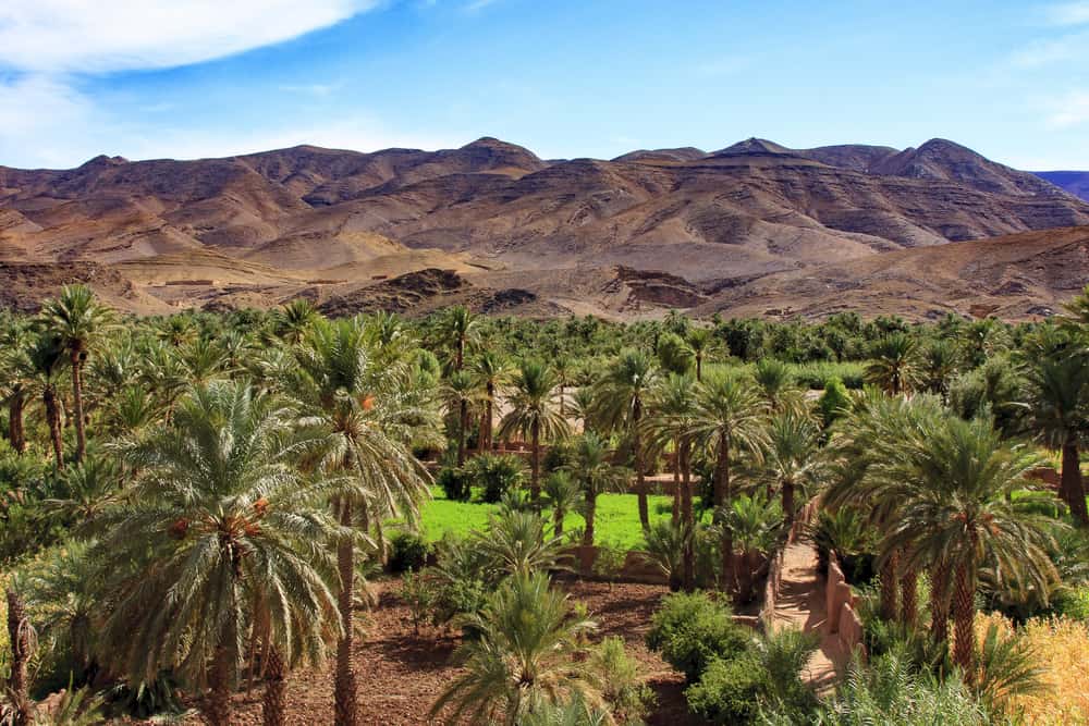 Palm groves and mountains along the Draa Valley date-palm route