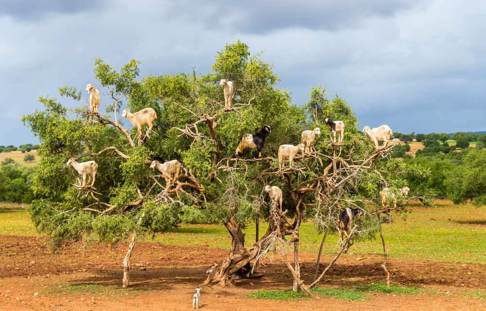 Argan trees with grazing goats along the road to Bab Marrakech, Essaouira, Morocco