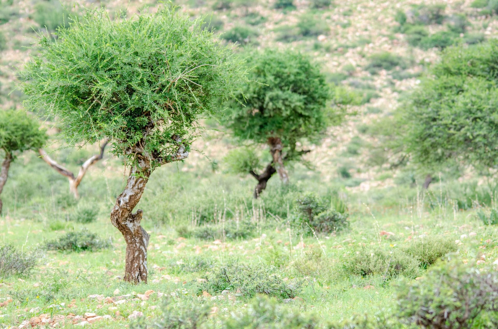 Gnarled argan trees scattered across the green plains near Chichaoua on the road to Essaouira