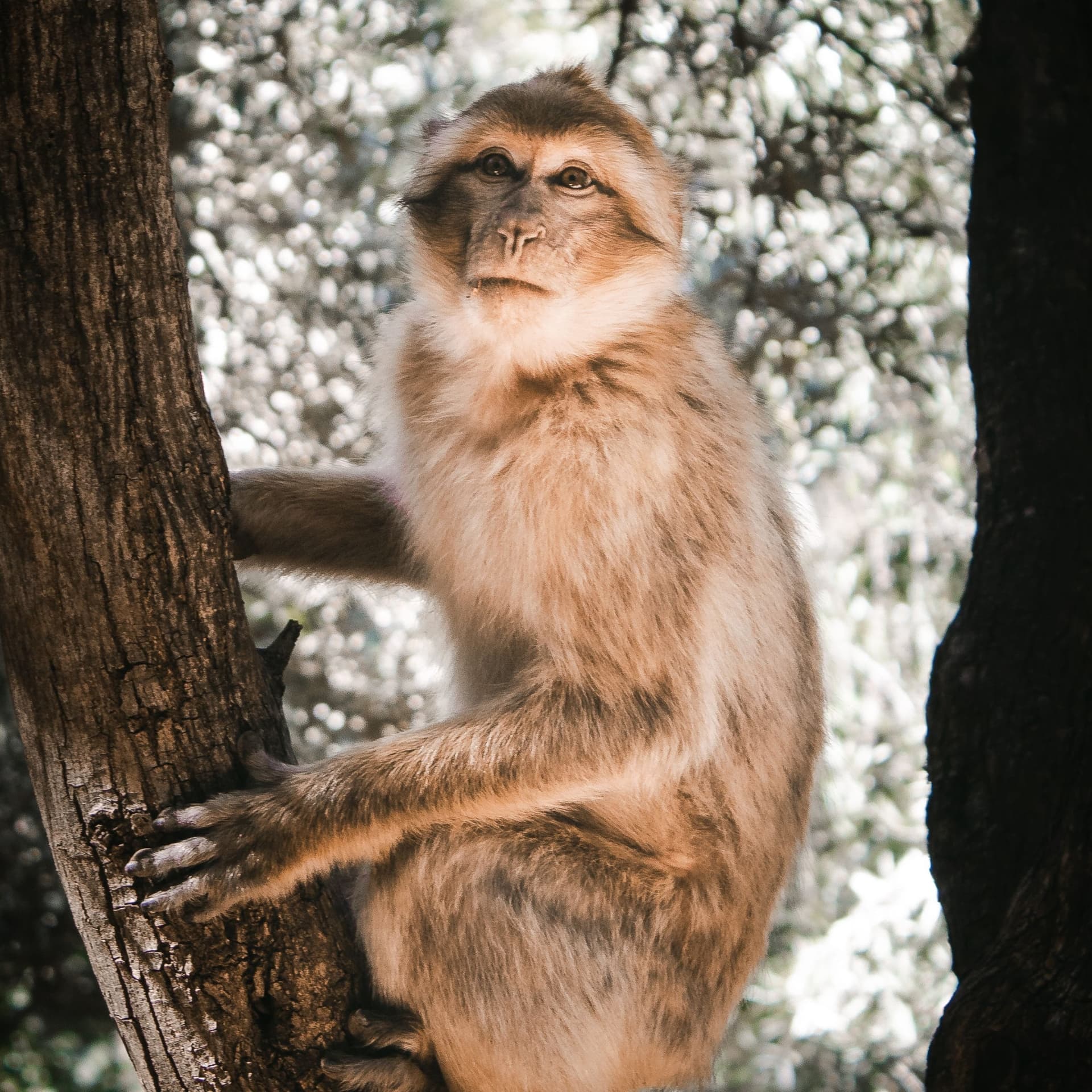Barbary macaque family grooming in the trees above the Ouzoud gorge trail
