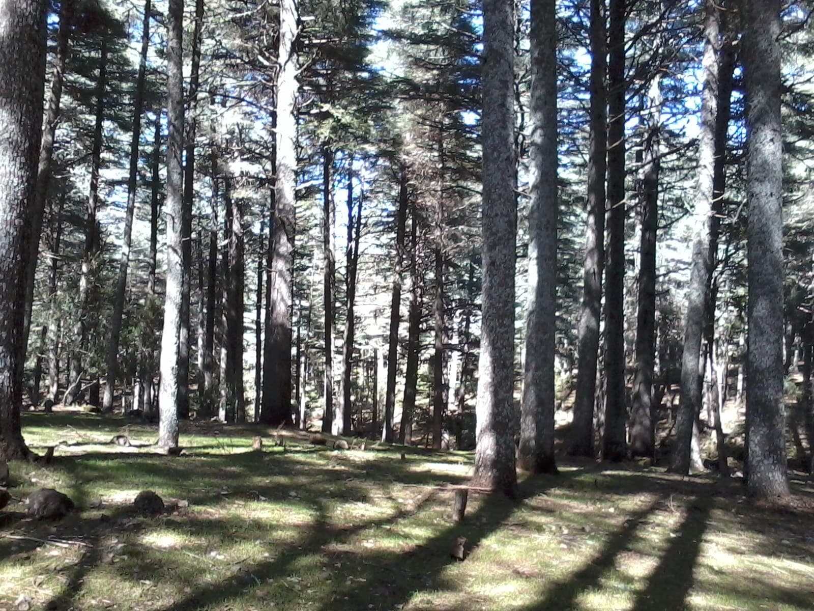 Dense cedar forest in Ifrane National Park, home to wild Barbary macaques, Middle Atlas Morocco