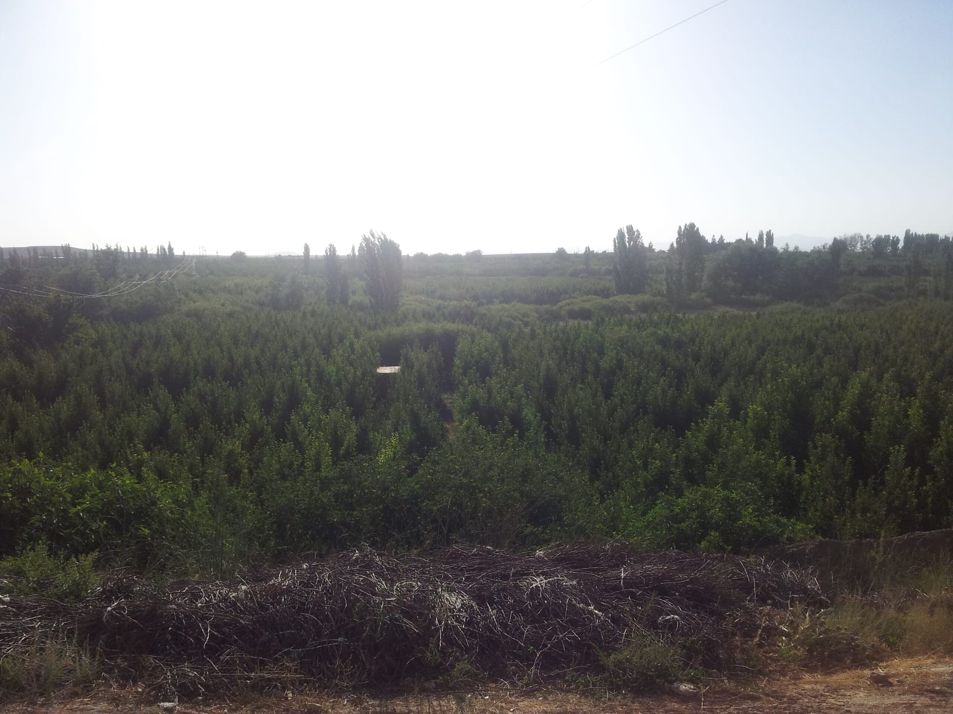 Orchard fields in the agricultural hinterland near Midelt, Morocco
