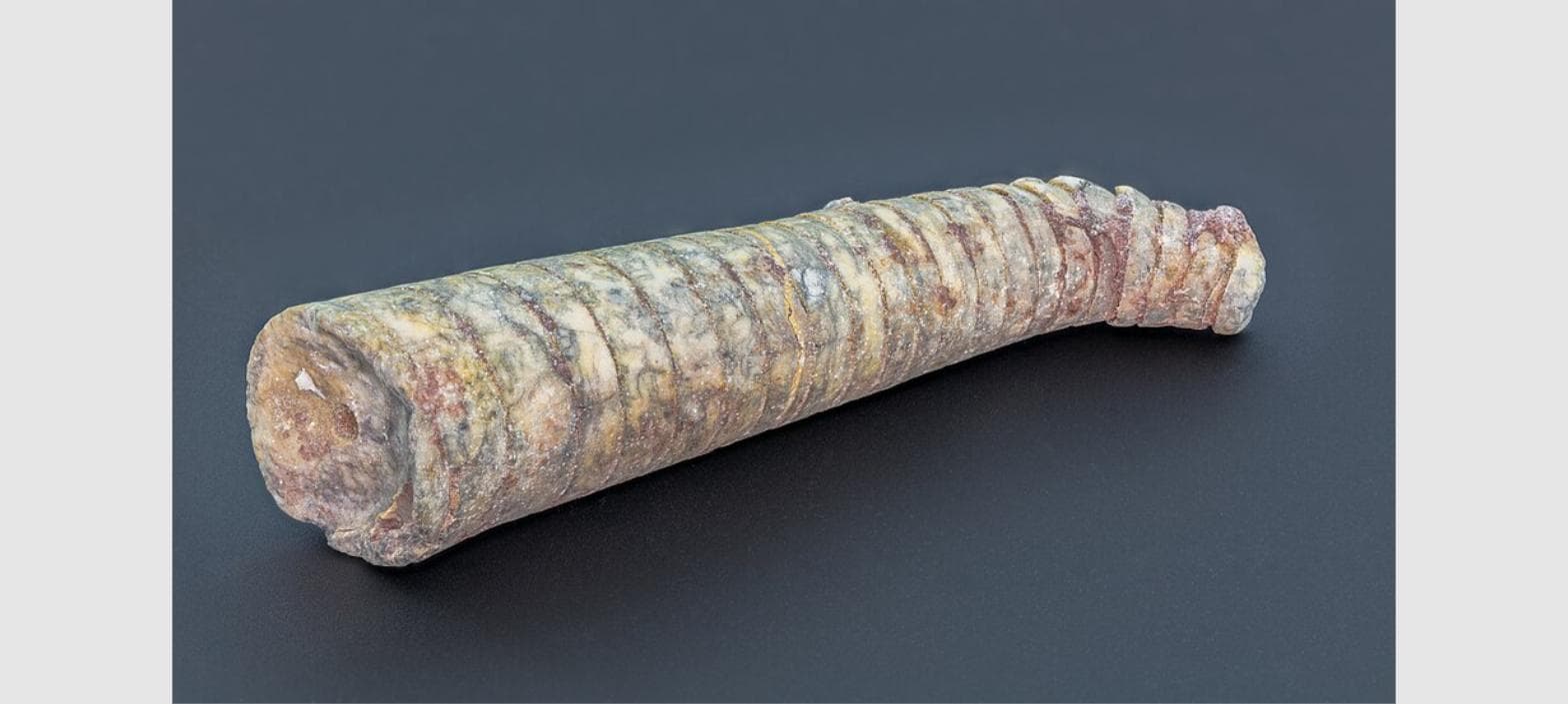 Fossilized orthoceras extracted from mines near Merzouga's Mifis mining area, Morocco