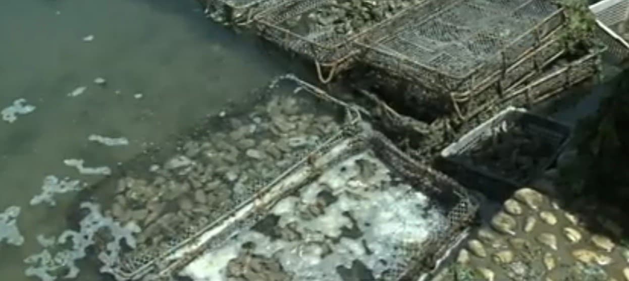 Oyster farming beds along the Oualidia lagoon shore, Morocco