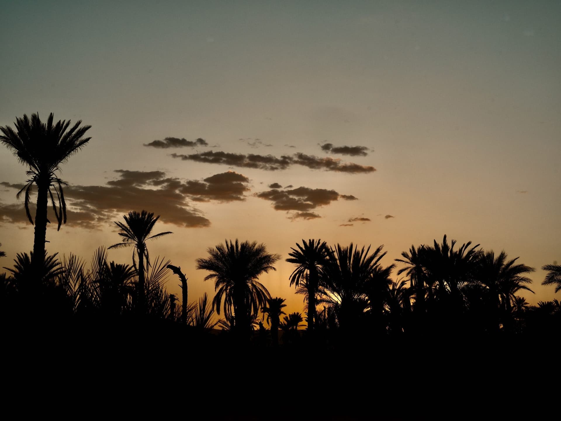 Silhouetted palm grove at dusk in Marrakech's Palmeraie district, Morocco