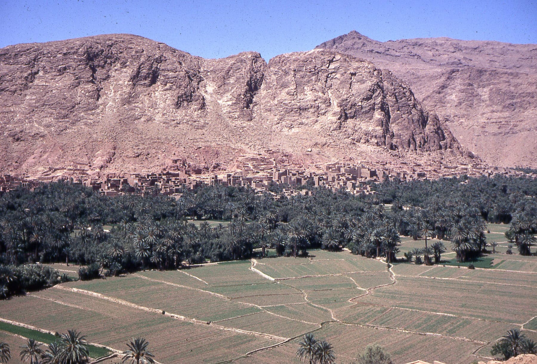 Palm grove oasis of the Todra River valley near Tinerhir, Morocco
