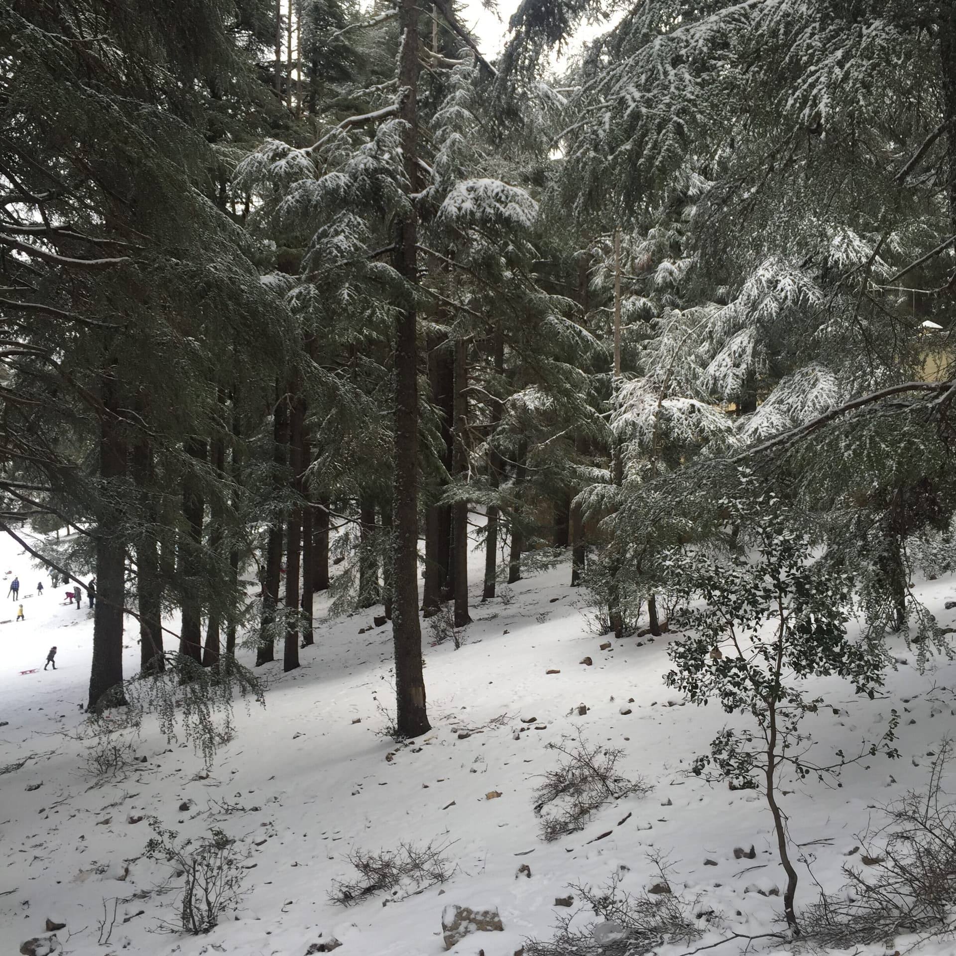 Cedar forest in the Middle Atlas near Ifrane, Morocco