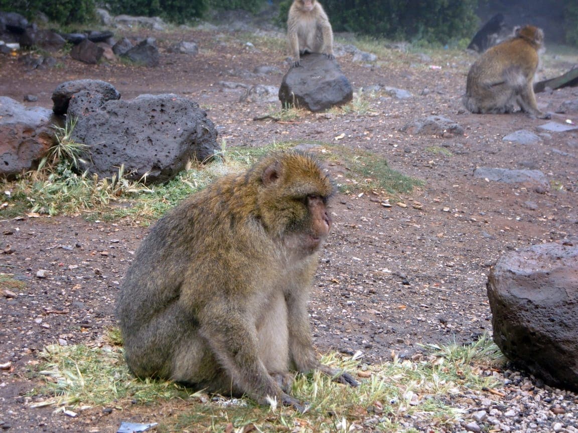 Barbary macaque in the cedar forest near Azrou, Morocco