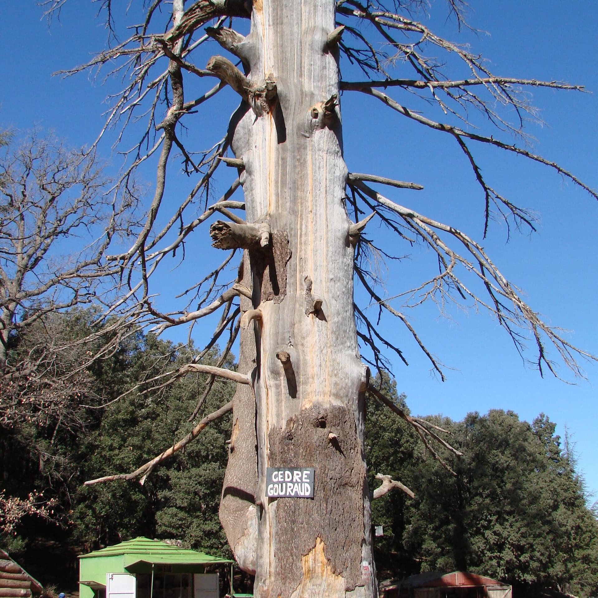 Cedre Gouraud cedar forest near Azrou, Middle Atlas Mountains, Morocco