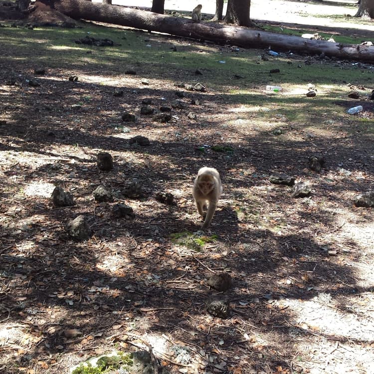Ifrane National Park