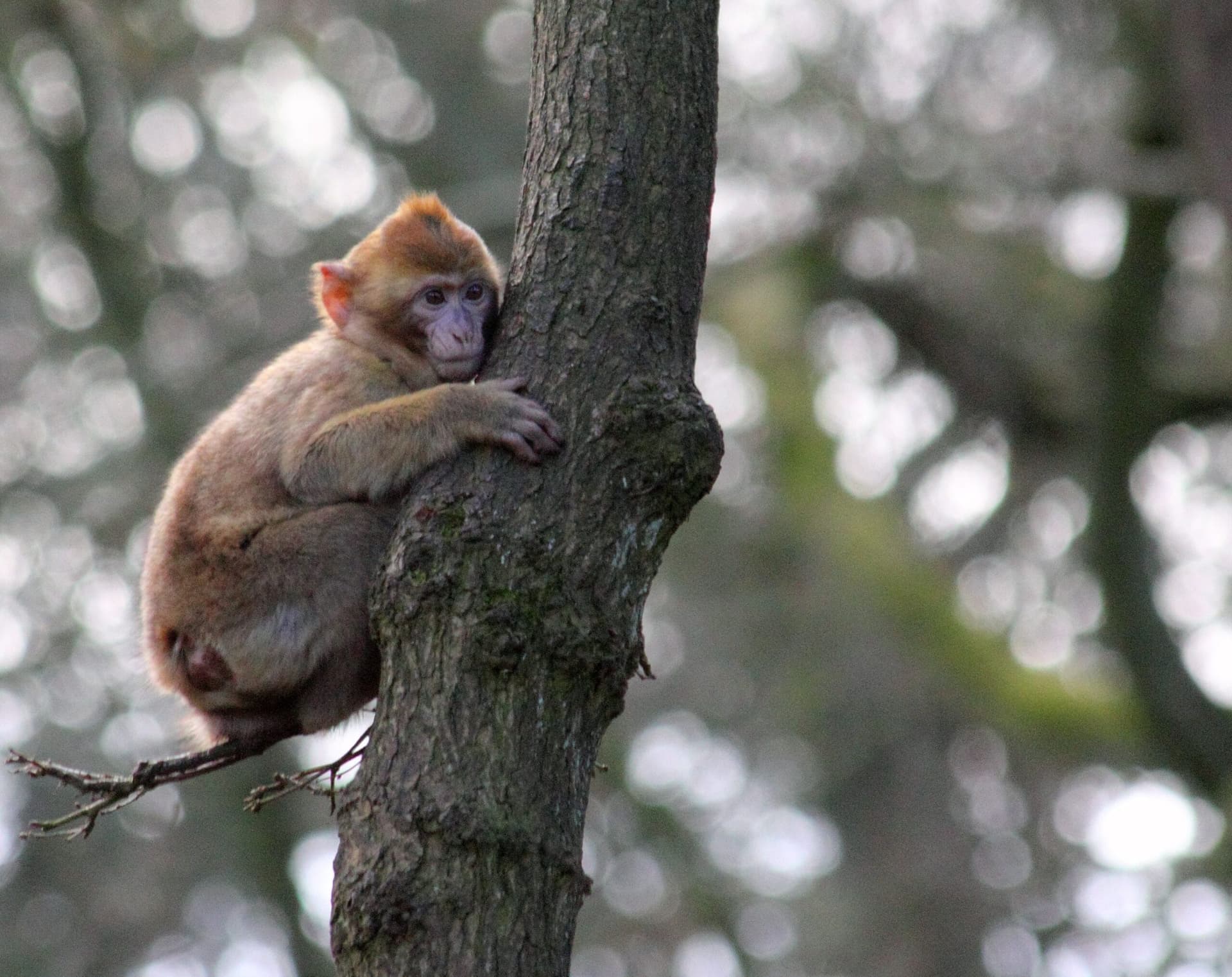 Barbary macaque foraging on the forest floor near the Ouzoud monkey sector
