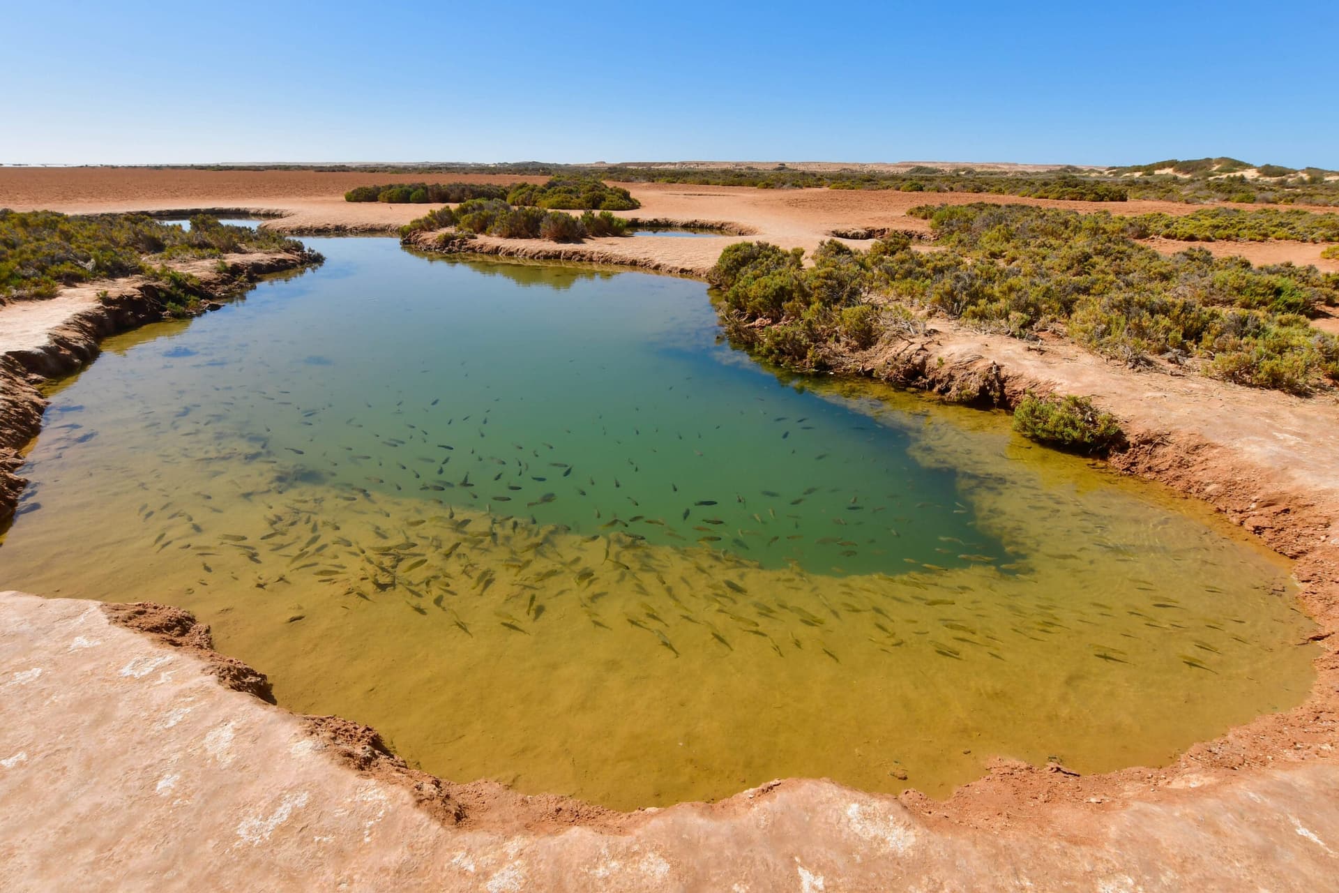 Fish swimming in the Imlili desert lagoon near Dakhla, Morocco