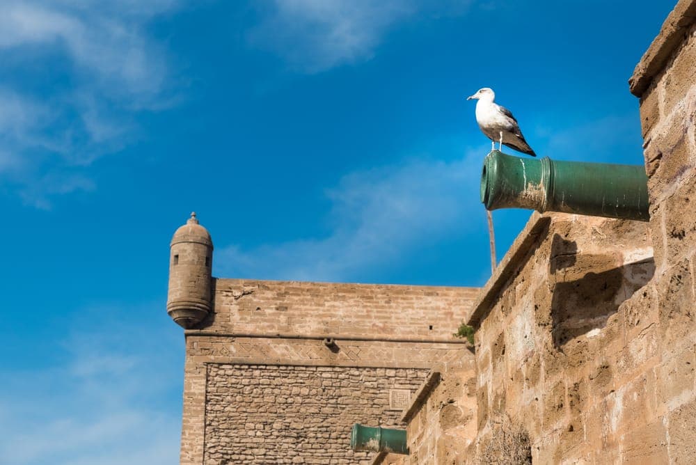 Historic bronze cannon atop the Skala de la Kasbah ramparts with a seagull perched nearby