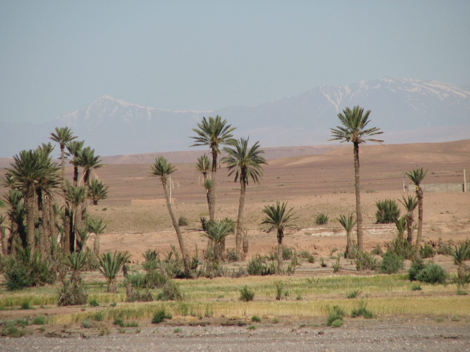 Palm-fringed desert spring oasis on the route through the Sahara