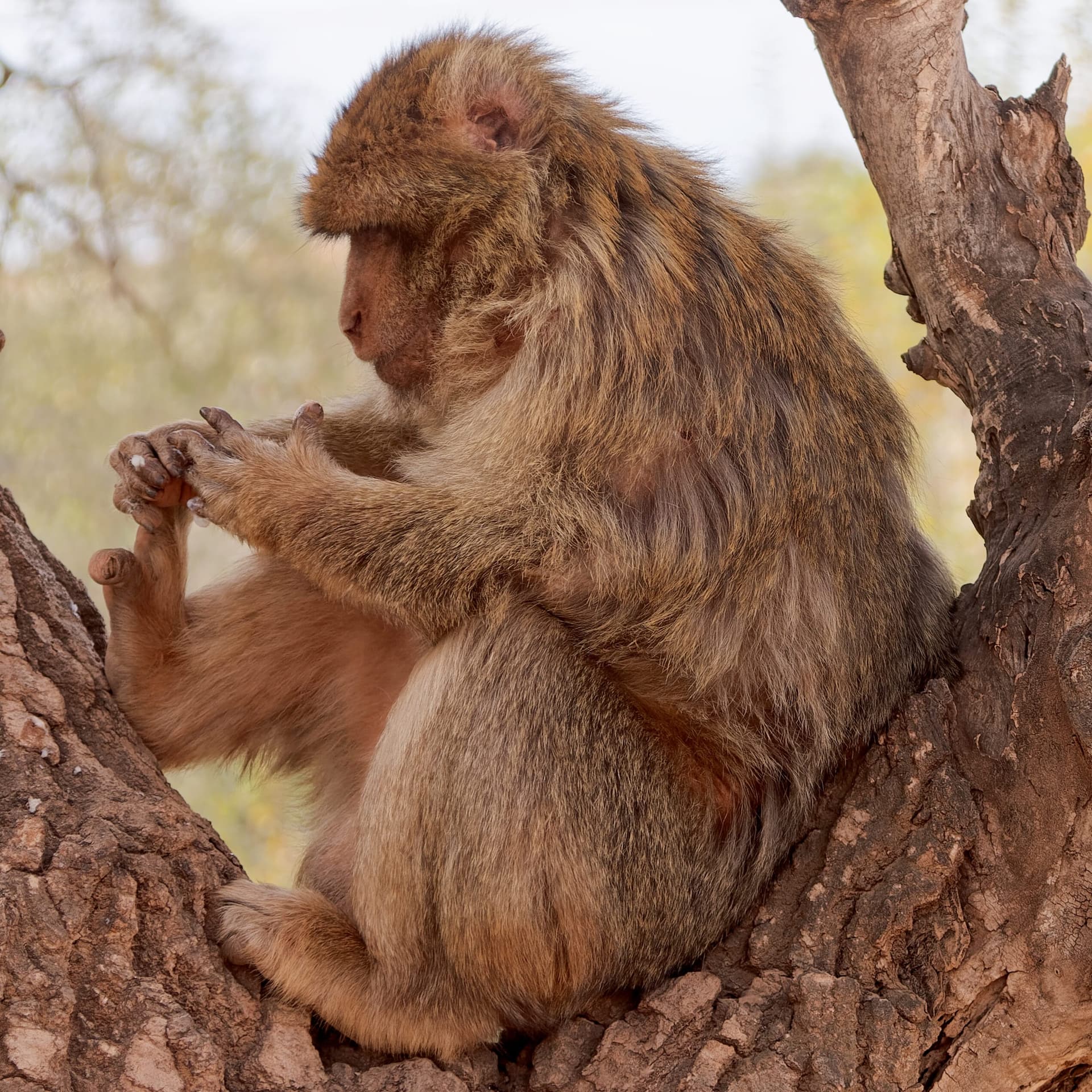 Wild Barbary macaque perched among cedar branches near Ouzoud