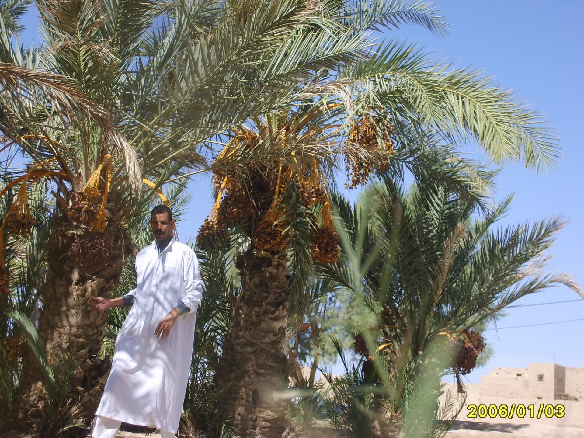 Suburban ksar landscape in the Tafilalet oasis near Rissani, Morocco