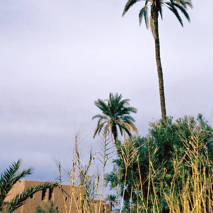 Historic 1983 archival view of the Skoura Oasis and its kasbahs, Morocco