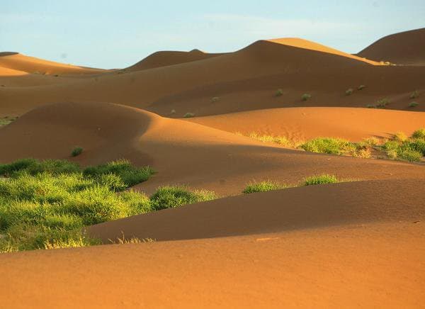 Zagora Palm Grove and Tinfou Dunes