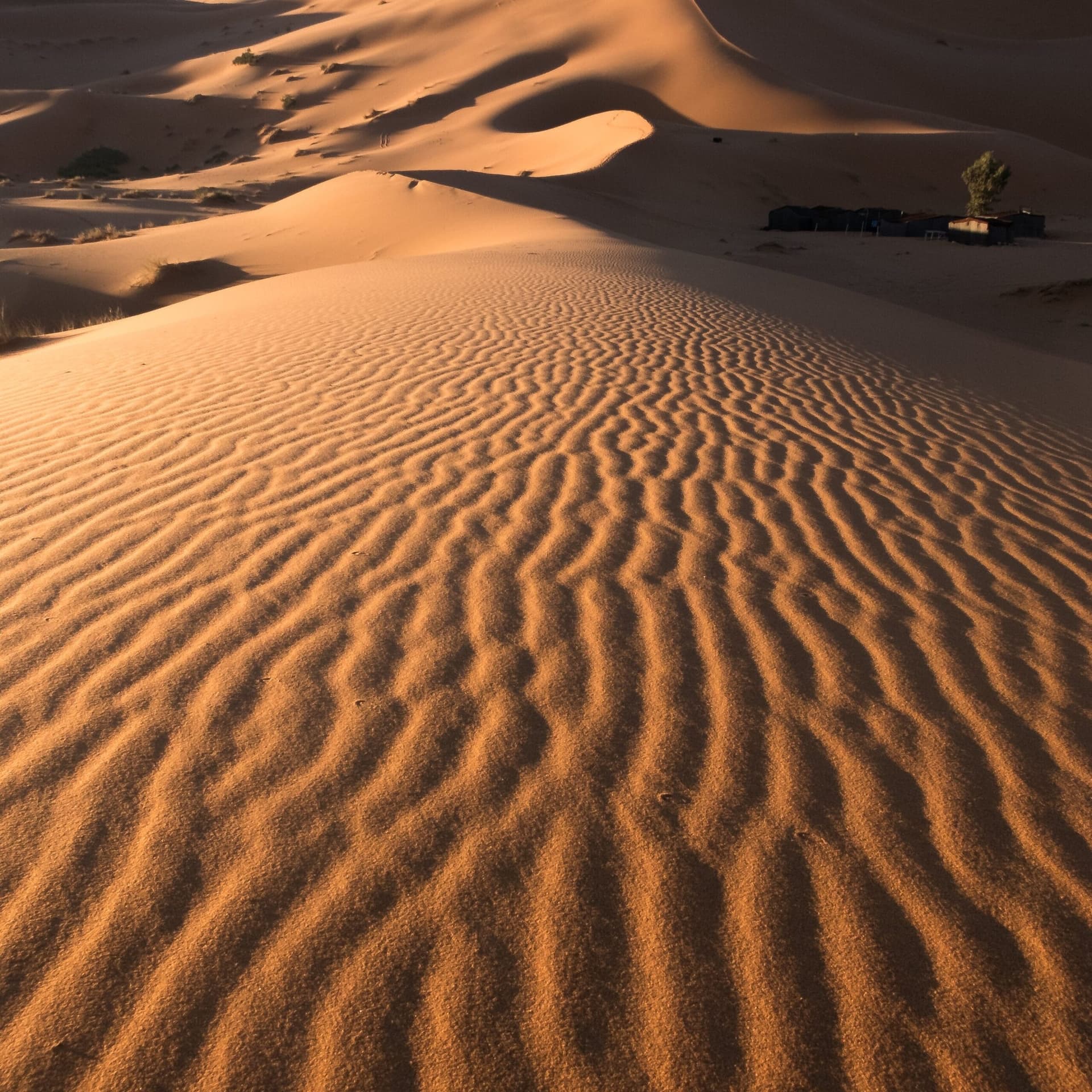 Wind-rippled sand patterns on the highest dune at Erg Chigaga, a popular sandboarding spot