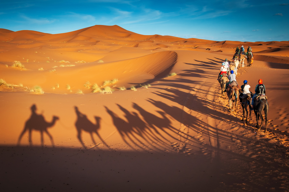 camels trekking merzouga