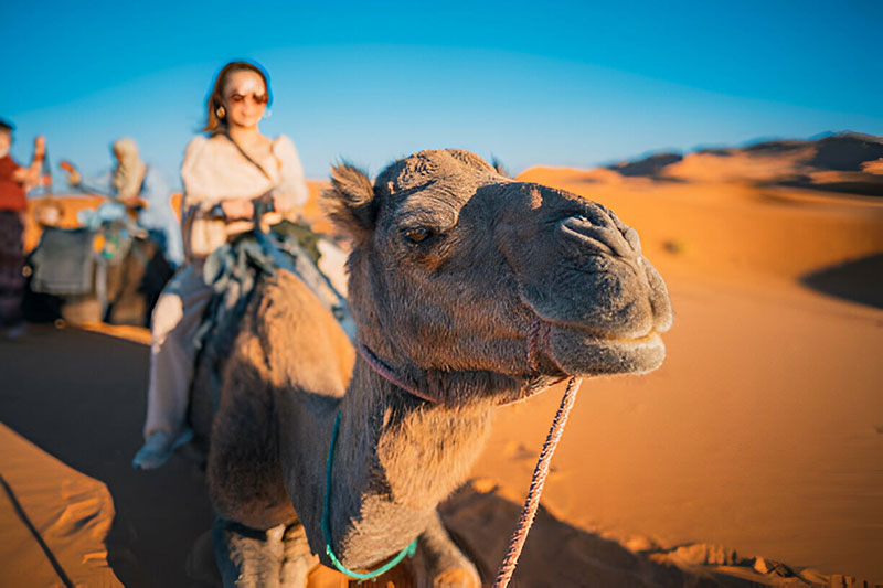 Camel Trekking in Morocco