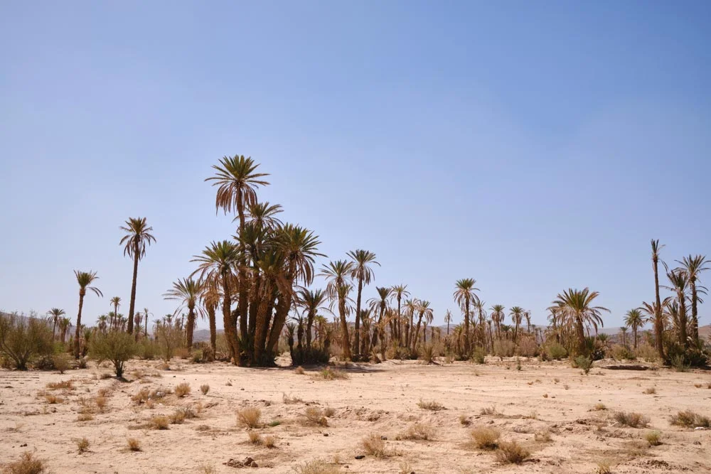 Arid Climate At The Foot Of The Atlas Mountains