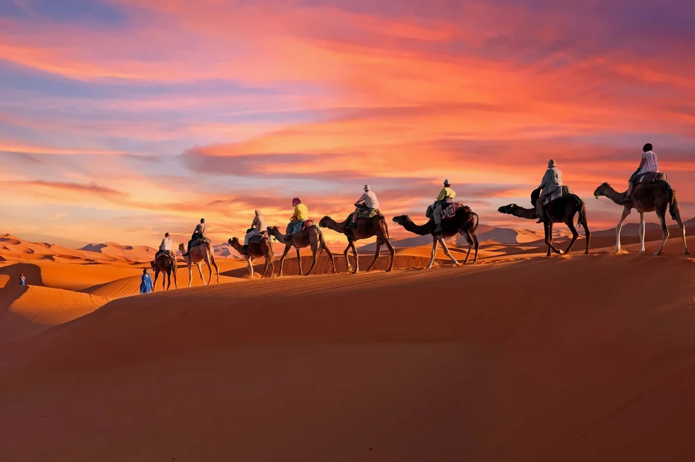 Camel Caravan Going Through The Sahara Desert