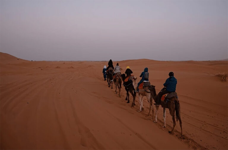 Camel Caravan In Merzouga