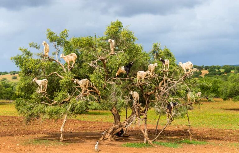 Goats graze in an argan tree