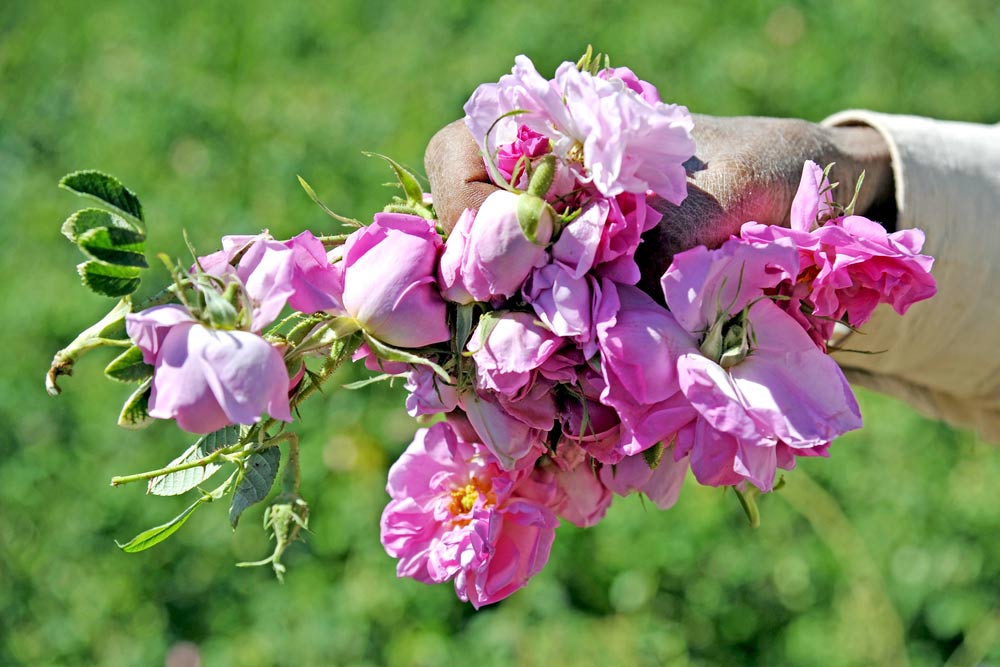 Kelaat M'Gouna Rose Valley