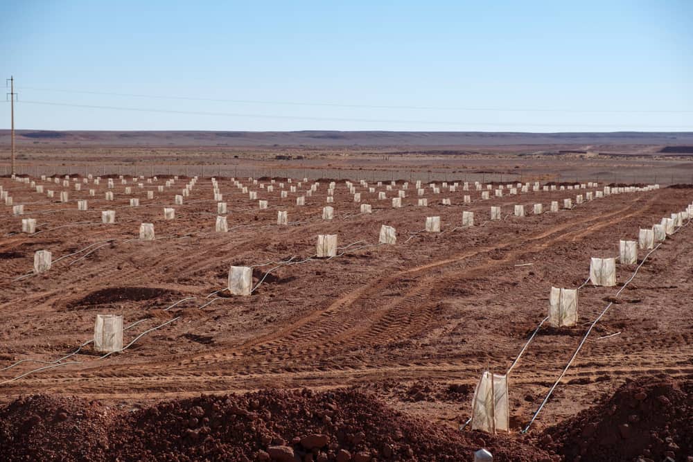 Reforestation In Moroccan Desert