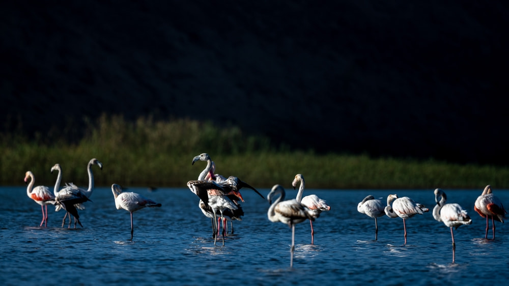 Souss Massa National Park