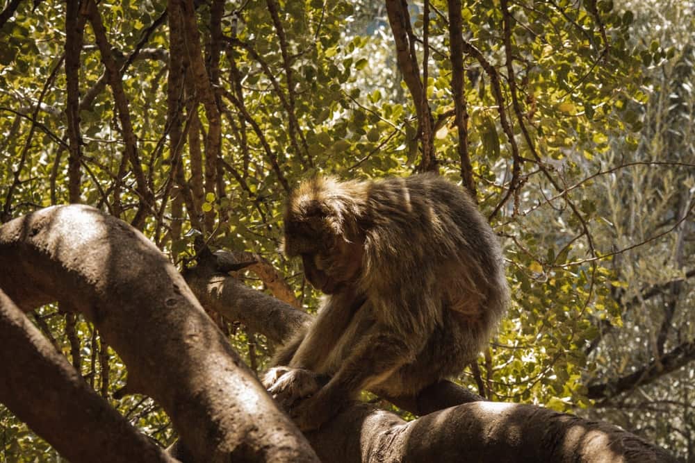 Barbary Macaques In Ouzoud Waterfalls