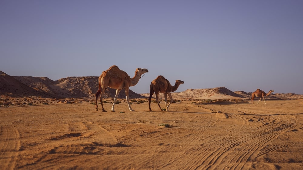 Camel Herd In Dakhla Sahara