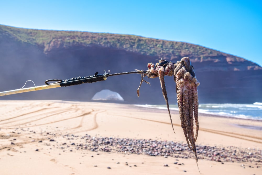 Freshly Caught Octopus In Legzira Beach