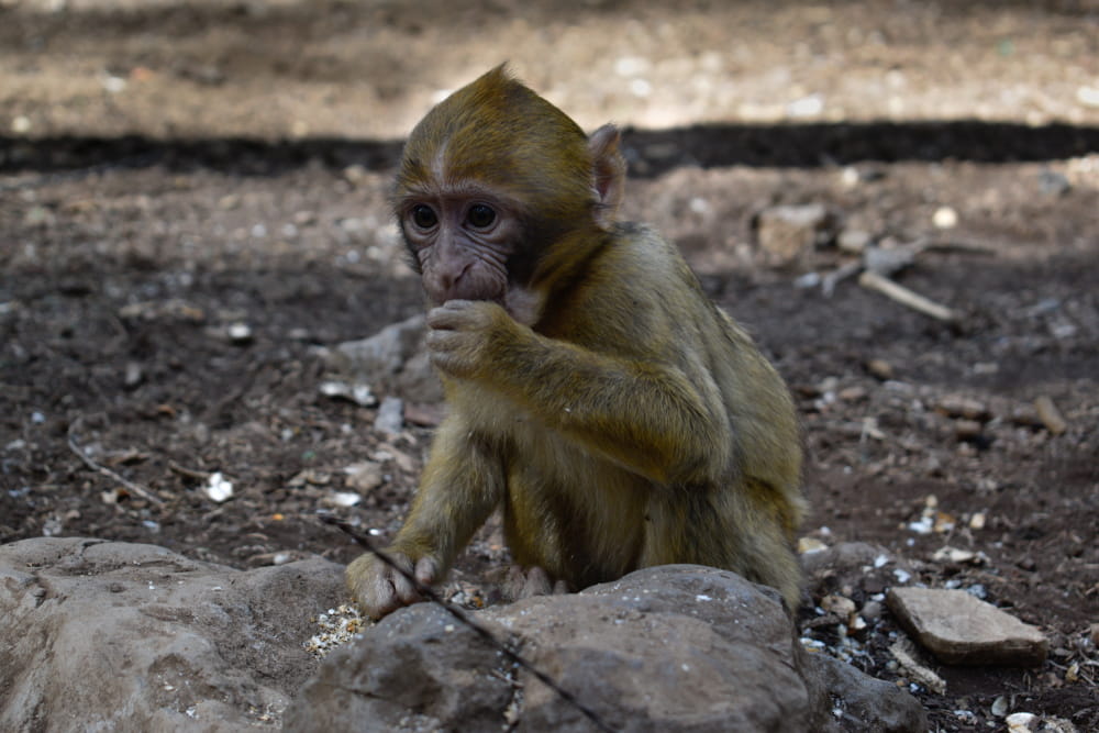 Barbary Macaque In The Cèdre Gouraud Forest