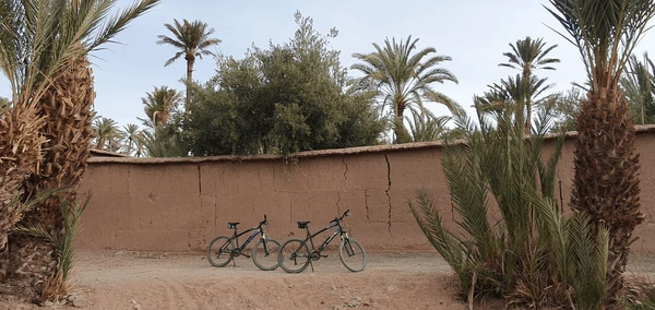 Bicycle And Palm Trees In Skoura