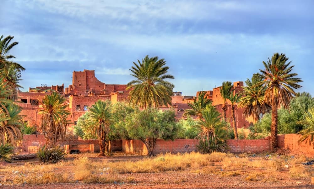 Palm Grove Near Old Town Of Ouarzazate